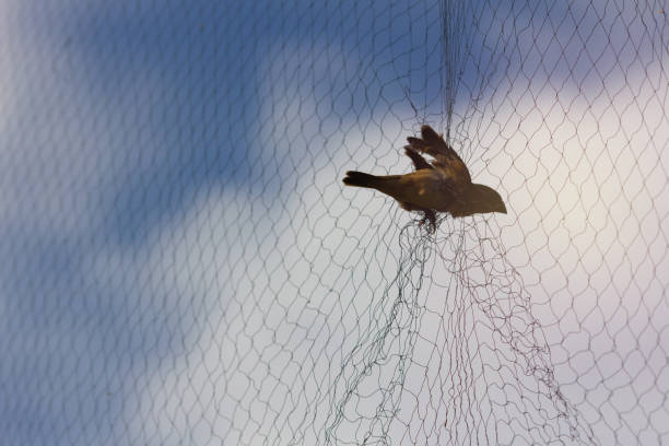 Birds Safety Nets