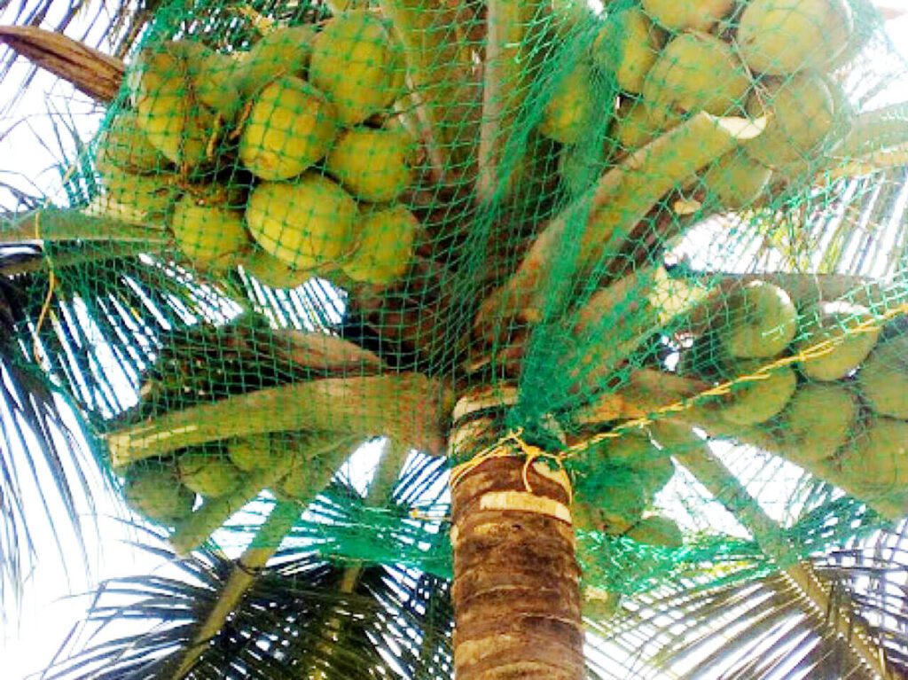 Coconut Tree Safety Nets