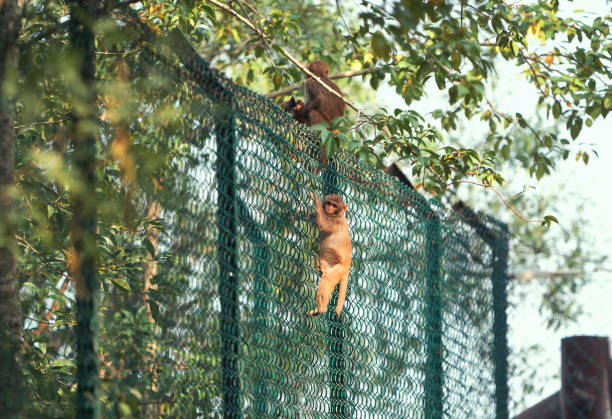 Monkey Safety Nets