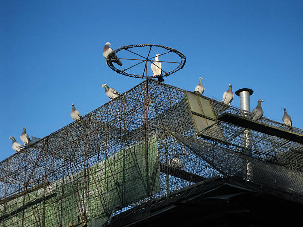 pigeon safety nets